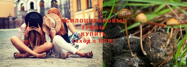 стаф Корсаков