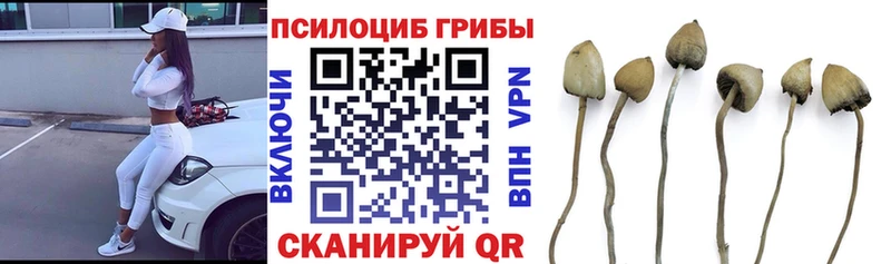 Галлюциногенные грибы Psilocybe  как найти наркотики  Фролово 
