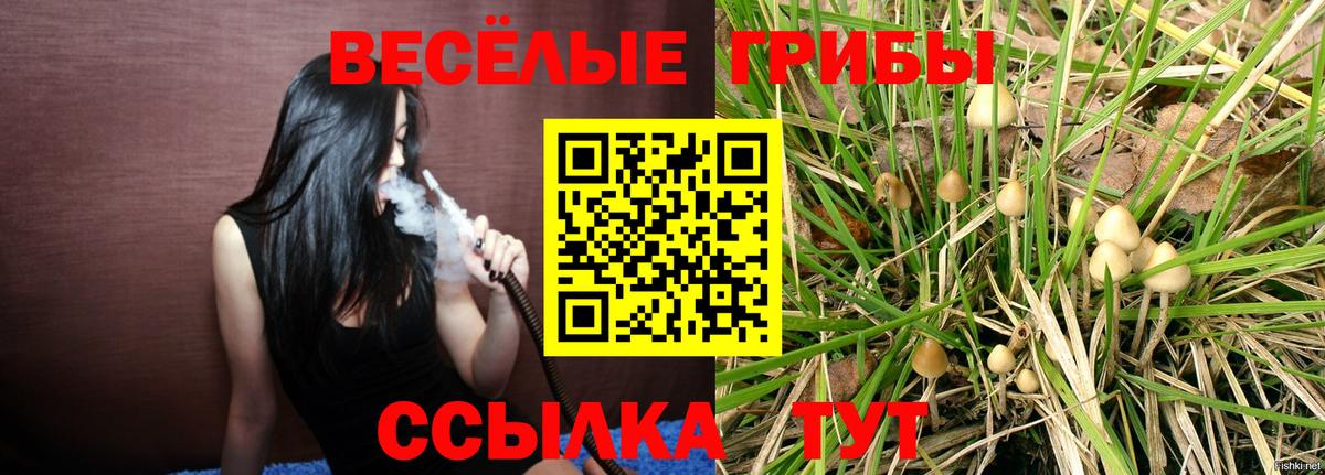 Псилоцибиновые грибы Cubensis Фролово